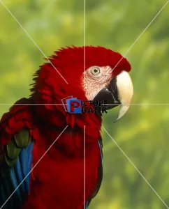 Close Up Collection: Scarlet macaw close-up