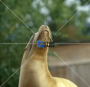 Animals Gallery: Sea Lion looking up
