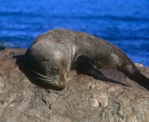 Brown Gallery: Sea Lion sunbathing on a rock