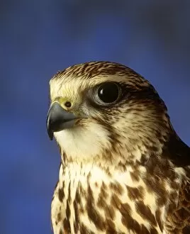 Birds Gallery: Seka Falcon