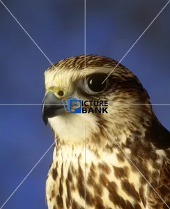 Animals Collection: Seka Falcon