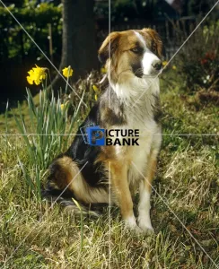 Cute Gallery: Sheep dog, outdoors