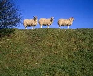 Farm Gallery: Three Sheep in a row on a hill