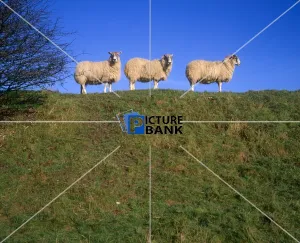 Tree Gallery: Three Sheep in a row on a hill