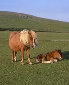 Animals Collection: Shetland Ponies