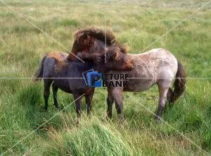 Animals Collection: Two Shetland Ponies, outside