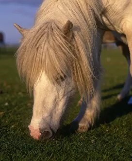 Grass Gallery: Shetland Pony grazing on grass, outside