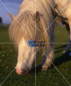 Animals Gallery: Shetland Pony grazing on grass, outside