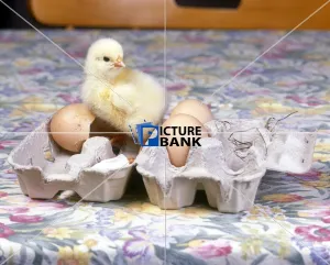 Close Up Collection: Small Chick