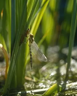 Grass Gallery: Small Dragonfly
