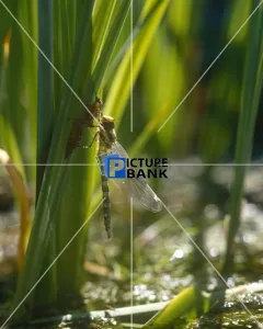 Animals Gallery: Small Dragonfly