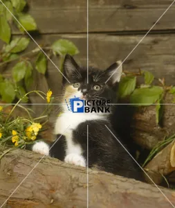 Tree Gallery: Small Kitten
