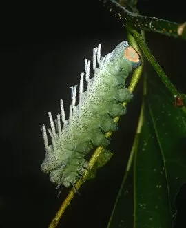 Outside Gallery: Speckled Caterpillar