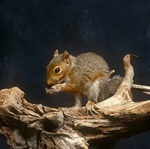 Animals Gallery: Squirrel eating a nut