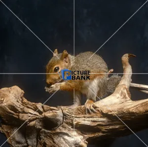 Animals Gallery: Squirrel eating a nut