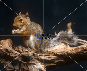 Animals Gallery: Squirrel eating a nut