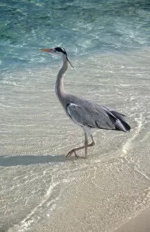 Sand Gallery: Tall Heron
