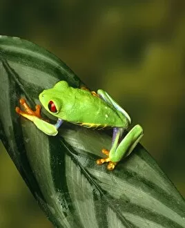 Bright Gallery: Tree frog