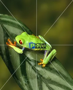Bright Gallery: Tree frog