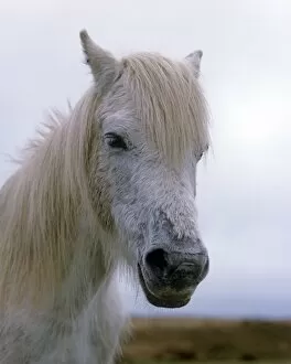 Cute Gallery: White Horse