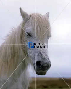 Animals Collection: White Horse
