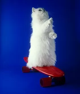 Background Gallery: White Persian cat on a red skateboard