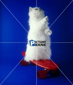 Background Gallery: White Persian cat on a red skateboard