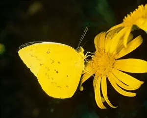 Animal Gallery: Yellow Buttefly
