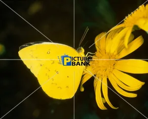 Animals Gallery: Yellow Buttefly